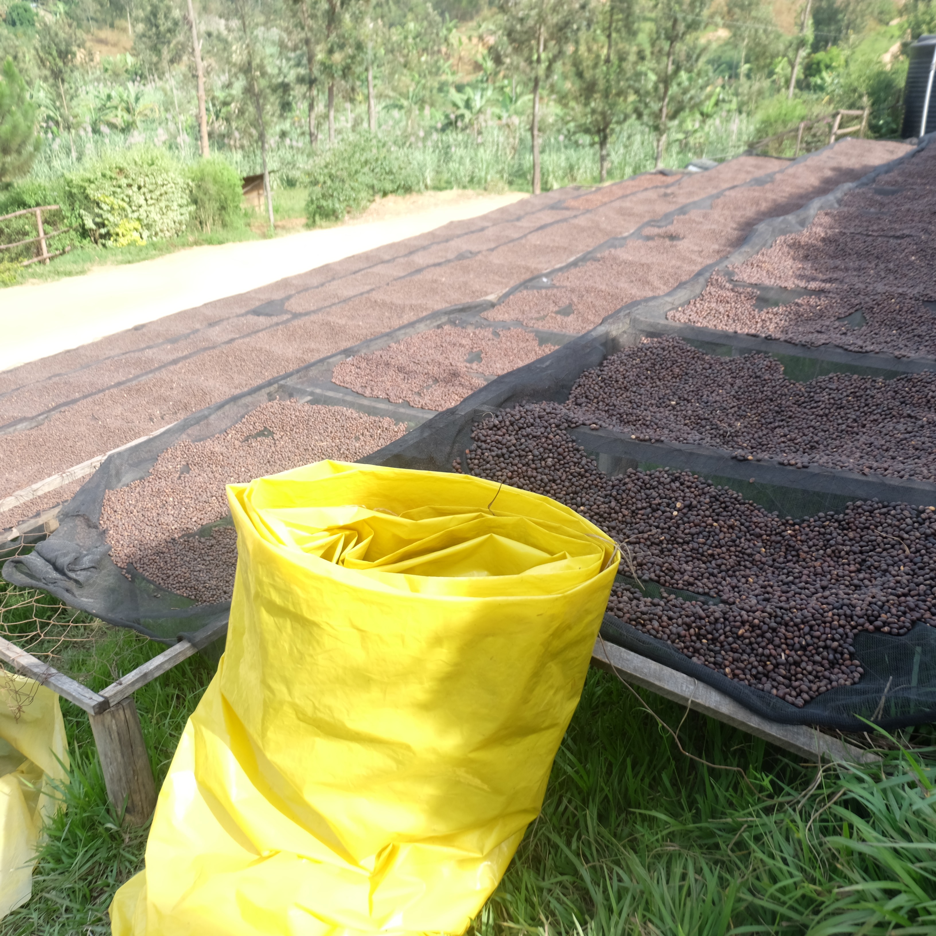 Rwanda Gisheke Natural(23/24年クロップ) | ORIGIN COUNTRIES